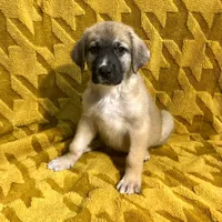 Jonah M3, a male German Shepherd Dog and Great Pyrenees for sale in Lynchburg, VA – Photo 5 of 9