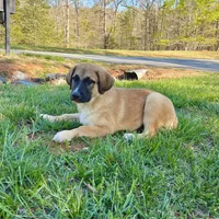 Jonah M3, a male German Shepherd Dog and Great Pyrenees for sale in Lynchburg, VA – Photo 2 of 9