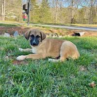Jonah M3, a male German Shepherd Dog and Great Pyrenees for sale in Lynchburg, VA – Photo 1 of 9
