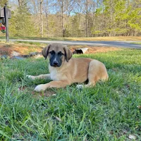 Jonah M3, a male German Shepherd Dog and Great Pyrenees for sale in Lynchburg, VA – Photo 3 of 9