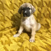 Jonah M3, a male German Shepherd Dog and Great Pyrenees for sale in Lynchburg, VA – Photo 7 of 9