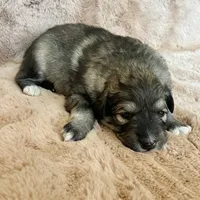 Mochi - Christmas puppy F2, a female Australian Shepherd and Great Pyrenees for sale in Lynchburg, VA – Photo 4 of 9