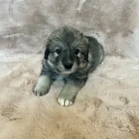 Mochi - Christmas puppy F2, a female Australian Shepherd and Great Pyrenees for sale in Lynchburg, VA – Photo 3 of 9