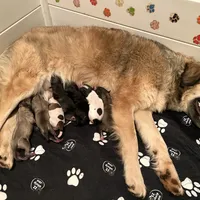 Mochi - Christmas puppy F2, a female Australian Shepherd and Great Pyrenees for sale in Lynchburg, VA – Photo 7 of 9