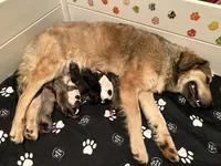 processed/462f3d09-0f96-4797-8734-057138279c53/listing/6c343fce-0cbf-4212-9df2-3ff65efee45b/8adef0d8-a340-4c14-9d3c-b09ba1014157