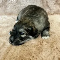 Mochi - Christmas puppy F2, a female Australian Shepherd and Great Pyrenees for sale in Lynchburg, VA – Photo 5 of 9