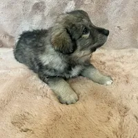 Mochi - Christmas puppy F2, a female Australian Shepherd and Great Pyrenees for sale in Lynchburg, VA – Photo 2 of 9