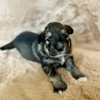 Mochi - Christmas puppy F2, a female Australian Shepherd and Great Pyrenees for sale in Lynchburg, VA – Photo 6 of 9