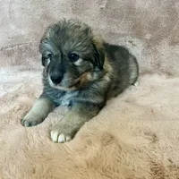 Mochi - Christmas puppy F2, a female Australian Shepherd and Great Pyrenees for sale in Lynchburg, VA – Photo 1 of 9