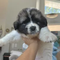 Bianca, a female German Shepherd Dog and Great Pyrenees for sale in Lynchburg, VA – Photo 2 of 5