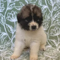 Bianca, a female German Shepherd Dog and Great Pyrenees for sale in Lynchburg, VA – Photo 3 of 5