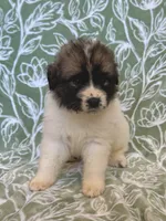 processed/462f3d09-0f96-4797-8734-057138279c53/listing/73beef42-0b88-4e6c-ad9d-cf6a2bf0bc25/2ebb8a07-ff82-4ed8-8d0c-b9a5ceb6fd7b