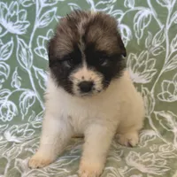 Bianca, a female German Shepherd Dog and Great Pyrenees for sale in Lynchburg, VA – Photo 1 of 5