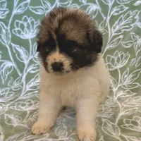 Bianca, a female German Shepherd Dog and Great Pyrenees for sale in Lynchburg, VA – Photo 5 of 5