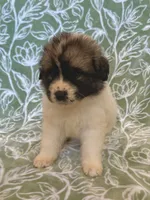 processed/462f3d09-0f96-4797-8734-057138279c53/listing/73beef42-0b88-4e6c-ad9d-cf6a2bf0bc25/a19849b9-3060-4af1-9c03-2d4b409daa25