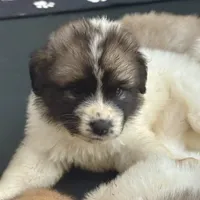 Bianca, a female German Shepherd Dog and Great Pyrenees for sale in Lynchburg, VA – Photo 4 of 5