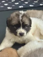 processed/462f3d09-0f96-4797-8734-057138279c53/listing/73beef42-0b88-4e6c-ad9d-cf6a2bf0bc25/be358abc-b8aa-44cd-8f50-60c44d5c3f25