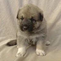 Jack, a male German Shepherd Dog and Great Pyrenees for sale in Lynchburg, VA – Photo 2 of 6