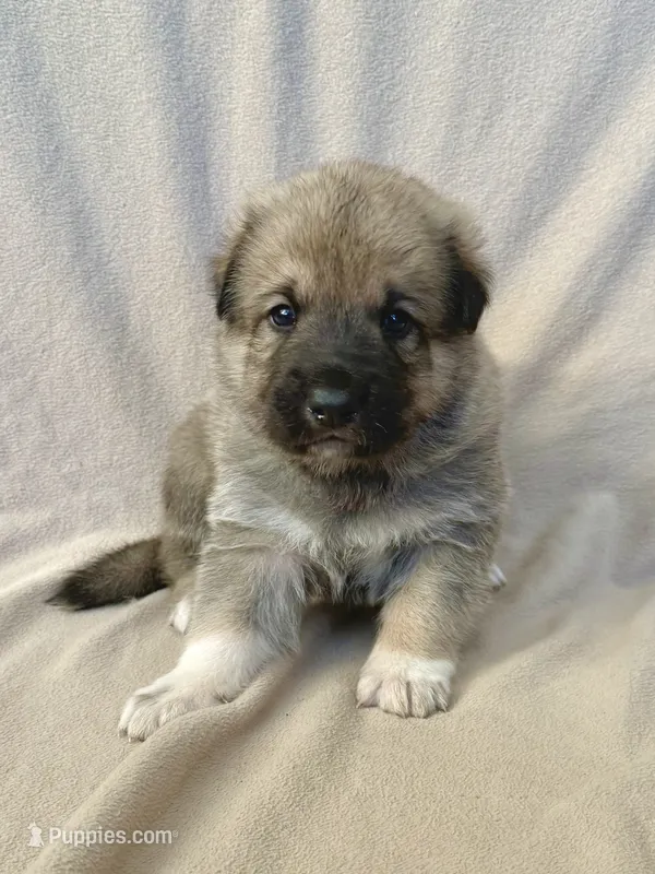 Jack – German Shepherd Dog, Great Pyrenees puppy for sale in Lynchburg, VA