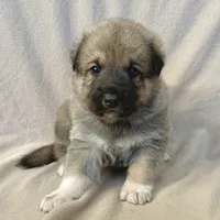 Jack, a male German Shepherd Dog and Great Pyrenees for sale in Lynchburg, VA – Photo 1 of 6
