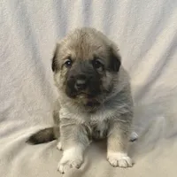 Jack, a male German Shepherd Dog and Great Pyrenees for sale in Lynchburg, VA – Photo 5 of 6