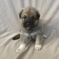 Jack, a male German Shepherd Dog and Great Pyrenees for sale in Lynchburg, VA – Photo 4 of 6