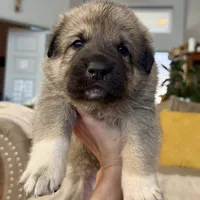 Jack, a male German Shepherd Dog and Great Pyrenees for sale in Lynchburg, VA – Photo 3 of 6
