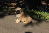 Kodiak, a male Australian Shepherd and Great Pyrenees for sale in Lynchburg, VA – 3 of 6