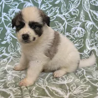 Piper, a female German Shepherd Dog and Great Pyrenees for sale in Lynchburg, VA – Photo 7 of 10