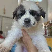 Piper, a female German Shepherd Dog and Great Pyrenees for sale in Lynchburg, VA – Photo 8 of 10