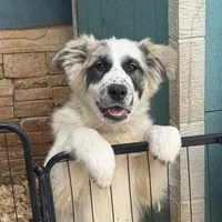Piper, a female German Shepherd Dog and Great Pyrenees for sale in Lynchburg, VA – Photo 1 of 10