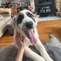 Piper, a female German Shepherd Dog and Great Pyrenees for sale in Lynchburg, VA – Photo 5 of 10