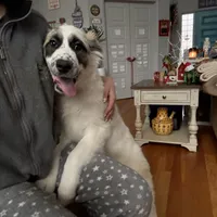 Piper, a female German Shepherd Dog and Great Pyrenees for sale in Lynchburg, VA – Photo 4 of 10