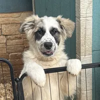 Piper, a female German Shepherd Dog and Great Pyrenees for sale in Lynchburg, VA – Photo 3 of 10