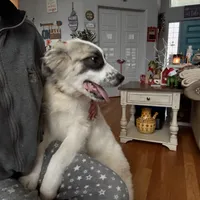 Piper, a female German Shepherd Dog and Great Pyrenees for sale in Lynchburg, VA – Photo 6 of 10