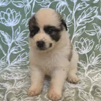 Piper, a female German Shepherd Dog and Great Pyrenees for sale in Lynchburg, VA – Photo 10 of 10