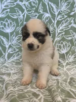 processed/462f3d09-0f96-4797-8734-057138279c53/listing/7a0308d5-2abe-454a-ba49-6e919cf99b0c/d59de904-d2bb-4d26-bf55-4be6fd0608f5