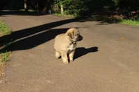 Kodiak, a male Australian Shepherd and Great Pyrenees for sale in Lynchburg, VA – 5 of 6