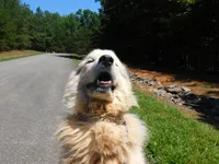 Moses, a male Great Pyrenees for sale in Lynchburg, VA – 6 of 6