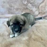 Christmas Puppy F2, a female German Shepherd Dog and Great Pyrenees for sale in Lynchburg, VA – Photo 3 of 9