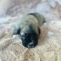 Christmas Puppy F2, a female German Shepherd Dog and Great Pyrenees for sale in Lynchburg, VA – Photo 6 of 9