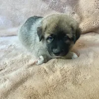 Christmas Puppy F2, a female German Shepherd Dog and Great Pyrenees for sale in Lynchburg, VA – Photo 2 of 9