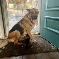 Christmas Puppy F2, a female German Shepherd Dog and Great Pyrenees for sale in Lynchburg, VA – Photo 7 of 9