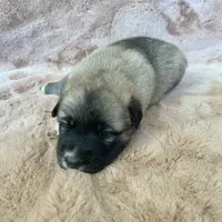 Christmas Puppy F2, a female German Shepherd Dog and Great Pyrenees for sale in Lynchburg, VA – Photo 5 of 9