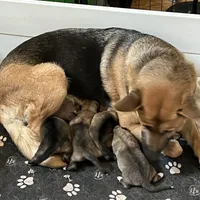 Christmas Puppy F2, a female German Shepherd Dog and Great Pyrenees for sale in Lynchburg, VA – Photo 9 of 9