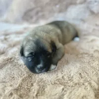 Christmas Puppy F2, a female German Shepherd Dog and Great Pyrenees for sale in Lynchburg, VA – Photo 4 of 9