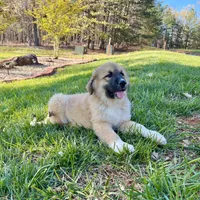 Nathanael M5, a male German Shepherd Dog and Great Pyrenees for sale in Lynchburg, VA – Photo 3 of 9