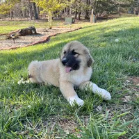 Nathanael M5, a male German Shepherd Dog and Great Pyrenees for sale in Lynchburg, VA – Photo 2 of 9