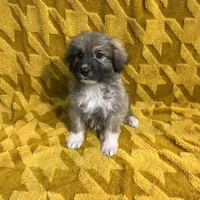 Nathanael M5, a male German Shepherd Dog and Great Pyrenees for sale in Lynchburg, VA – Photo 6 of 9