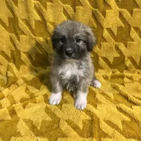 Nathanael M5, a male German Shepherd Dog and Great Pyrenees for sale in Lynchburg, VA – Photo 4 of 9